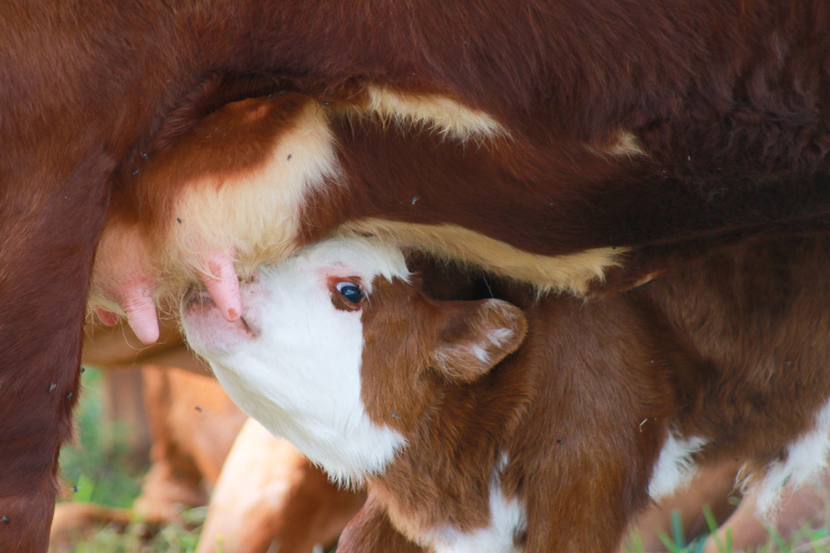 Calf nursing from a cow in a natural setting.